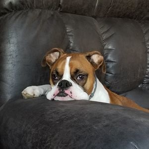 Meet your Posher, Robin